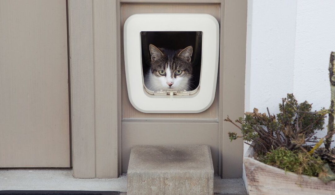 How the Right Pet Accessories Can Keep Your Pets Safe and Happy at Home