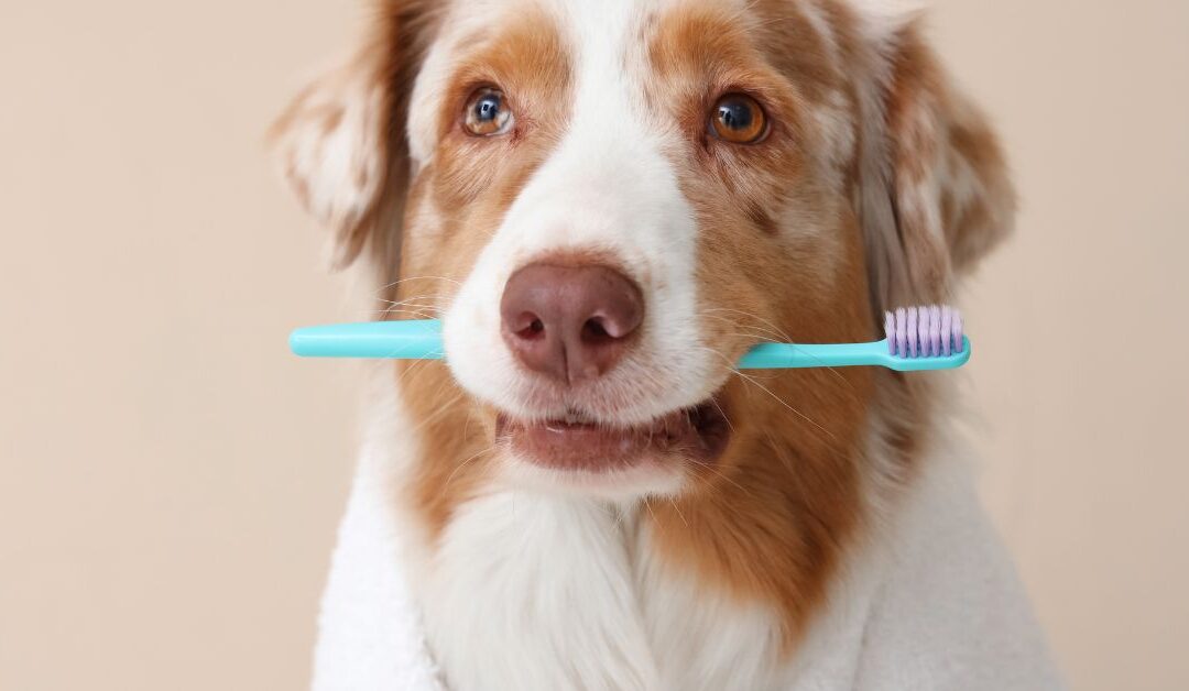 7 Easy Ways to Boost Your Pet’s Health & Wellness at Home