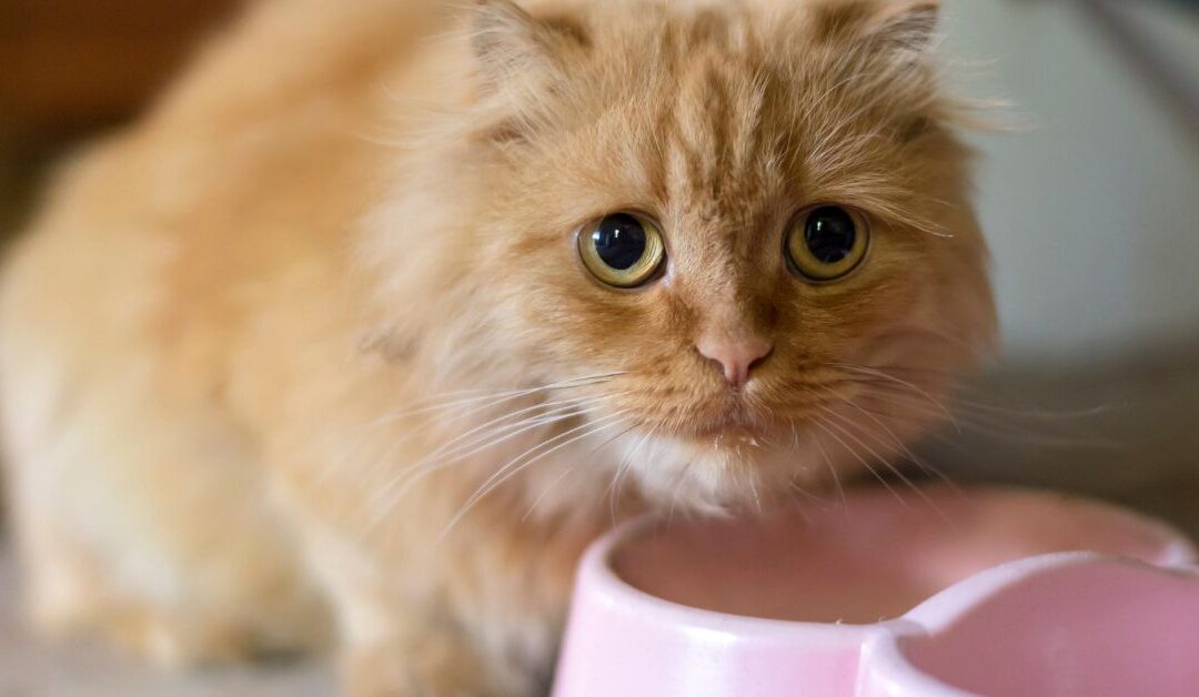 Prevent Messy Mealtimes: Why Small Pet Accessories Like Elevated Cat Bowls Are a Game-Changer