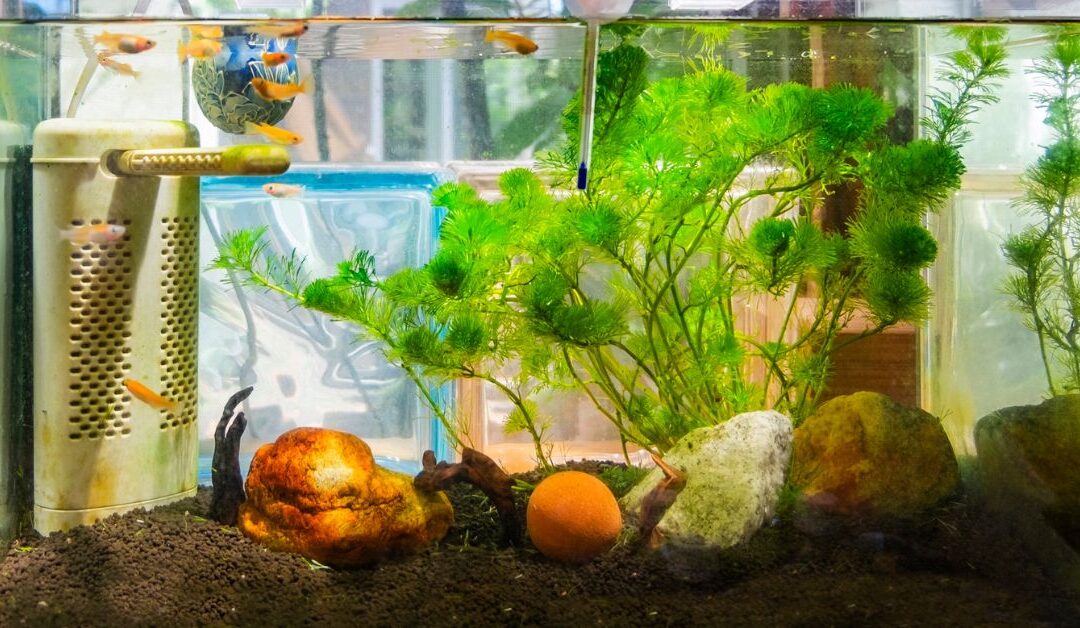 Top Tips for Choosing Safe and Fun Fish & Aquarium Supplies