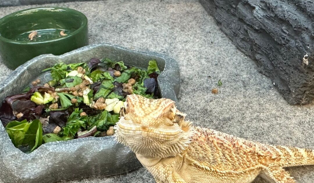 5 Must-Have Reptile & Amphibian Gear Items to Keep Your Pets Happy and Healthy