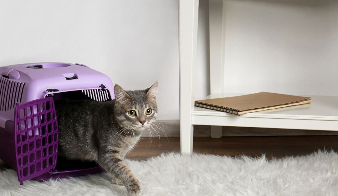 Why Every Pet Owner Needs the Right Pet Travel & Carriers for Stress-Free Trips