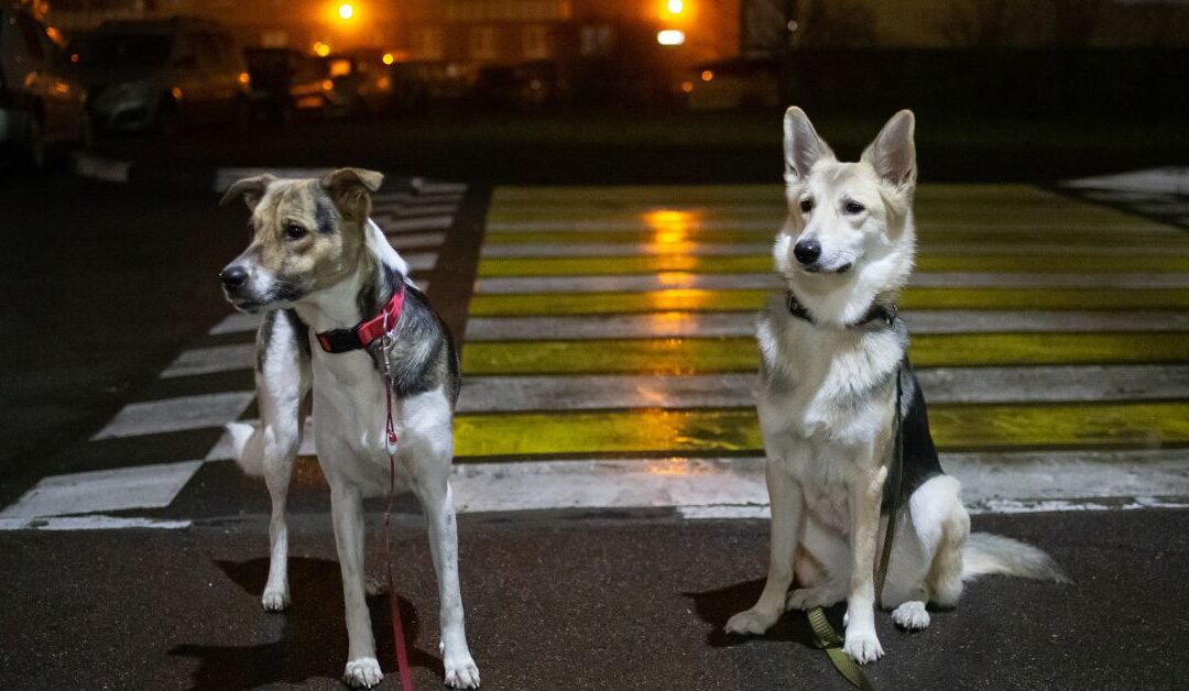 The Night Walk Upgrade: How the Right Pet Outdoor Gear Keeps Your Dog Safe, Visible, and Stress-Free