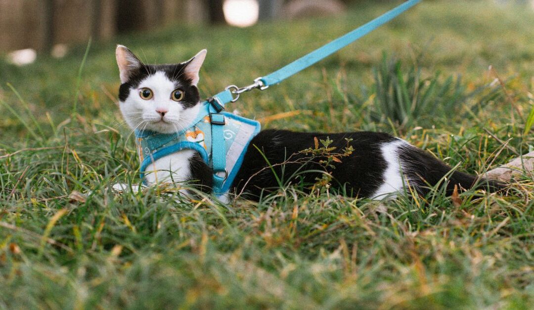 How the Right Pet Leashes & Collars Can Instantly Improve Walk Safety and Control