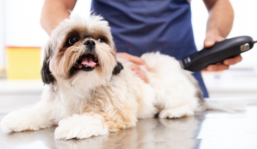 The Best Pet Grooming Products to End Shedding Chaos and Keep Your Home Fur-Free