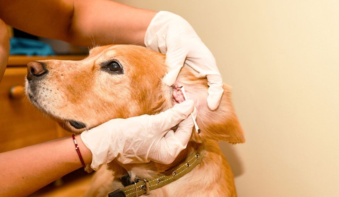 5 Pet Cleaning & Hygiene Myths Every Pet Owner Needs to Know