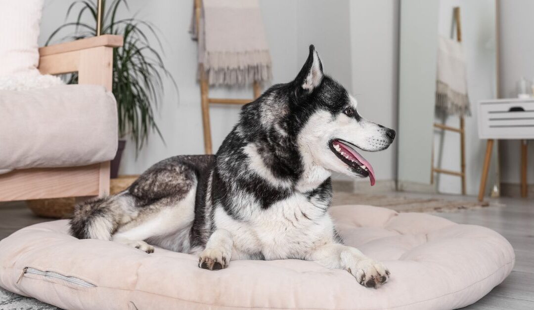 7 Ways Pet Beds Can Transform Your Pet’s Comfort and Health