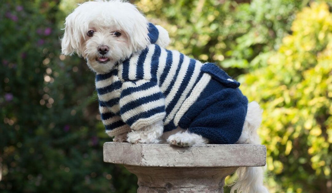 Keep Your Dog Cozy and Stylish: How Pet Apparel Solves Cold Weather Challenges